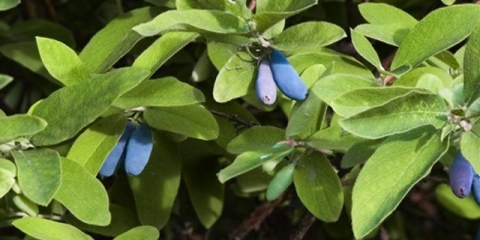 Orlovi nokti bazhovskaya: opis sorte, fotografije, recenzije